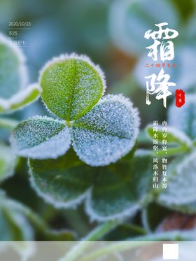 清新简约植物霜降海报二十四节气