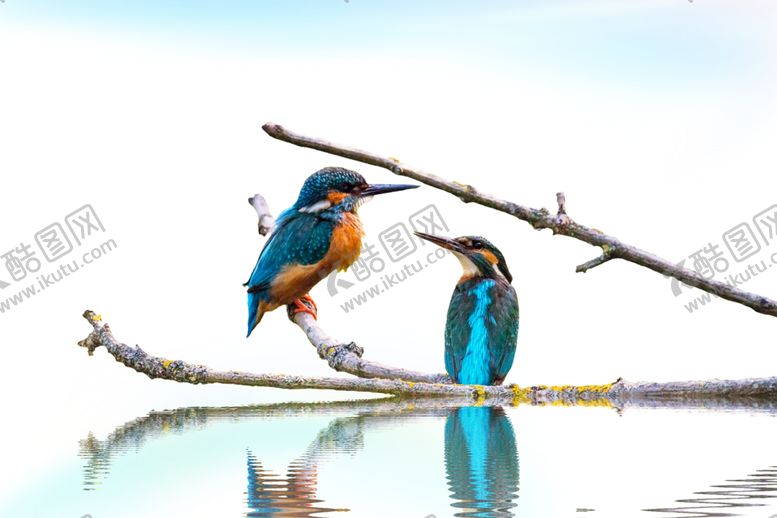 编号：56074809220339469370【酷图网】源文件下载-翠鸟