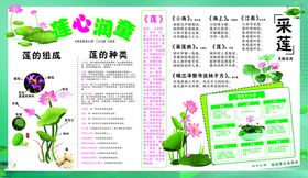 小学莲文化电子板报