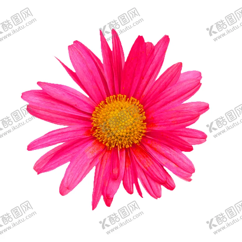 编号：38107807062108108664【酷图网】源文件下载-鲜花装饰