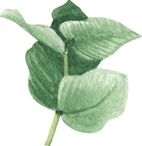 北欧小清新植物装饰