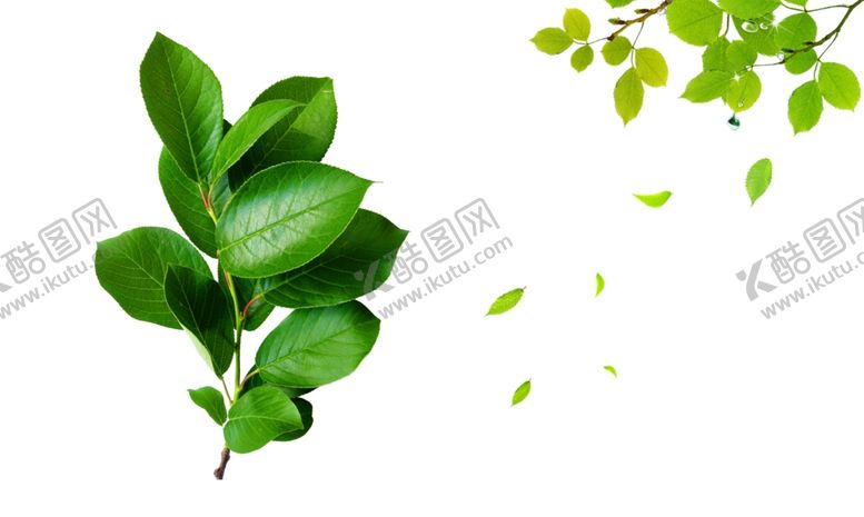 编号：90390209201739307844【酷图网】源文件下载-树叶