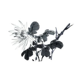 国画菊花