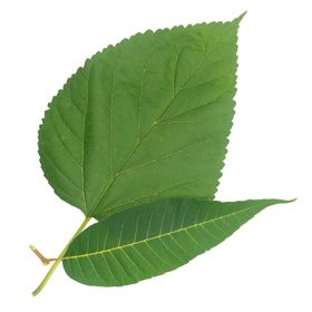 薄荷植物元素
