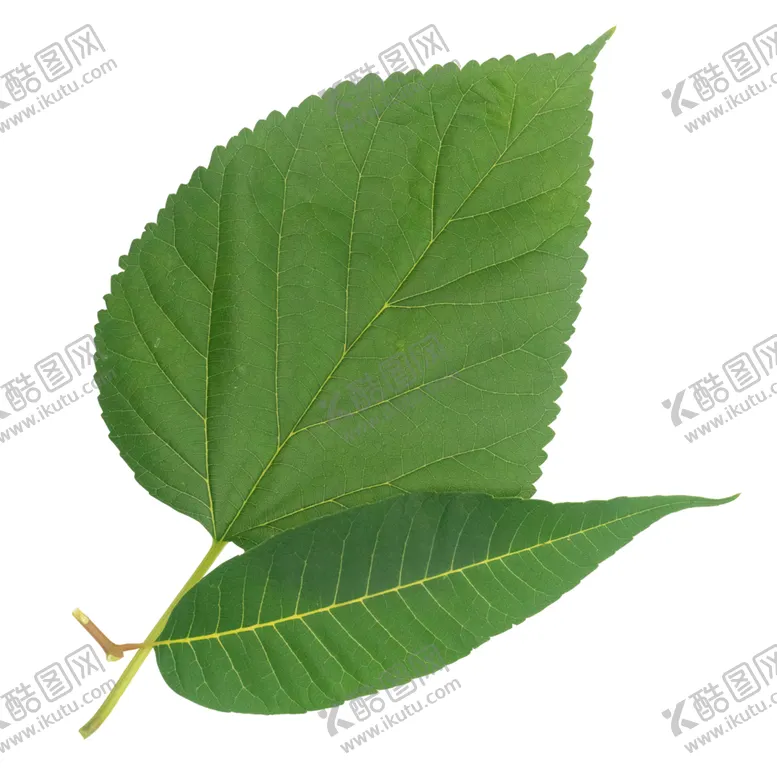 编号：89690106280903201784【酷图网】源文件下载-薄荷植物元素