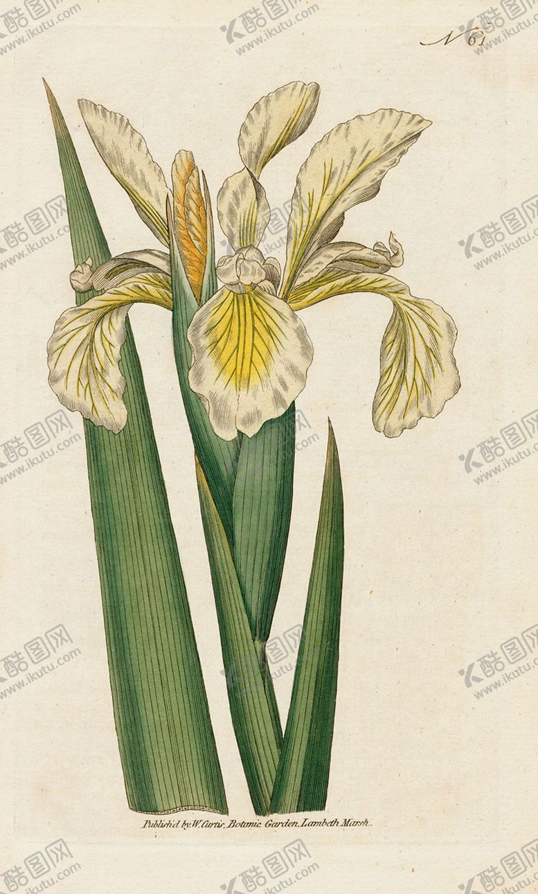 编号：82293406182327065919【酷图网】源文件下载-欧式复古色调花朵植物