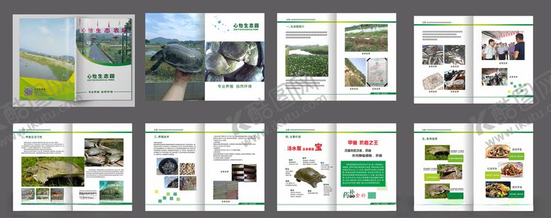 编号：33451704251655189929【酷图网】源文件下载-甲鱼画册