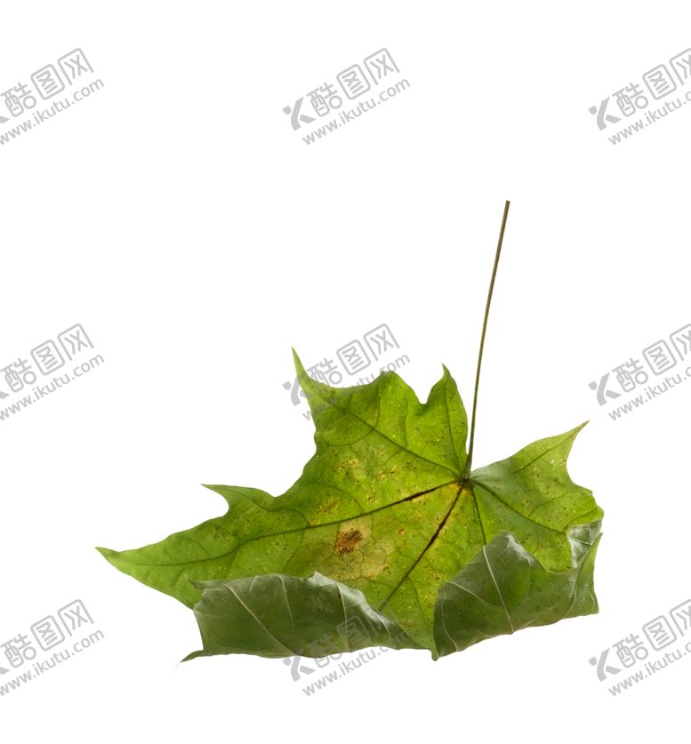 编号：81489910300714349574【酷图网】源文件下载-枫叶