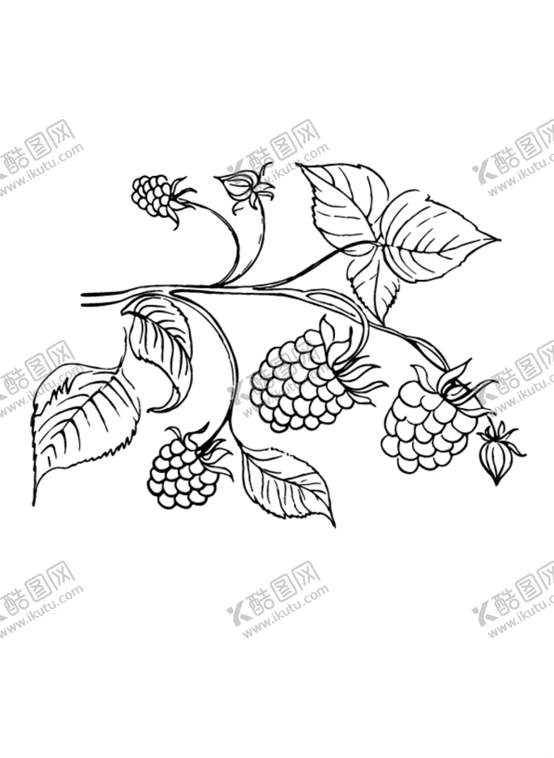 编号：55833806280944184582【酷图网】源文件下载-覆盆子矢量文件