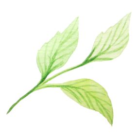 彩绘枝叶花朵森系花清新植物花藤