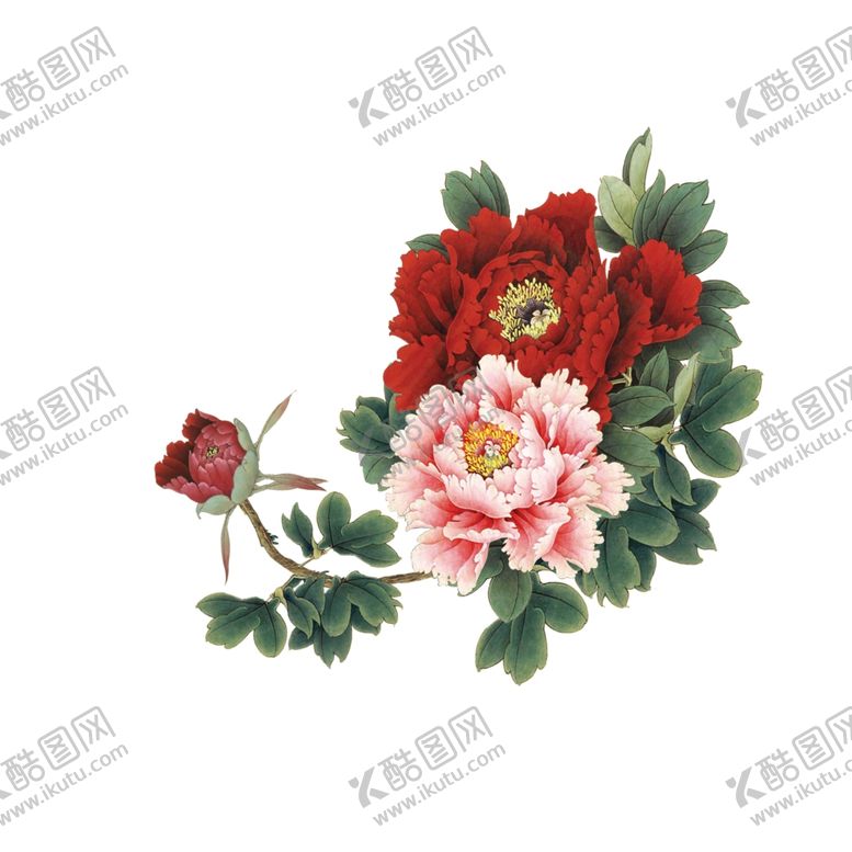 编号：11551105041523467528【酷图网】源文件下载-工笔牡丹