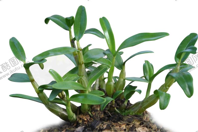编号：95358309181850111860【酷图网】源文件下载-石斛