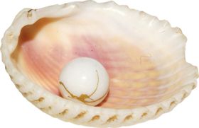 贝壳