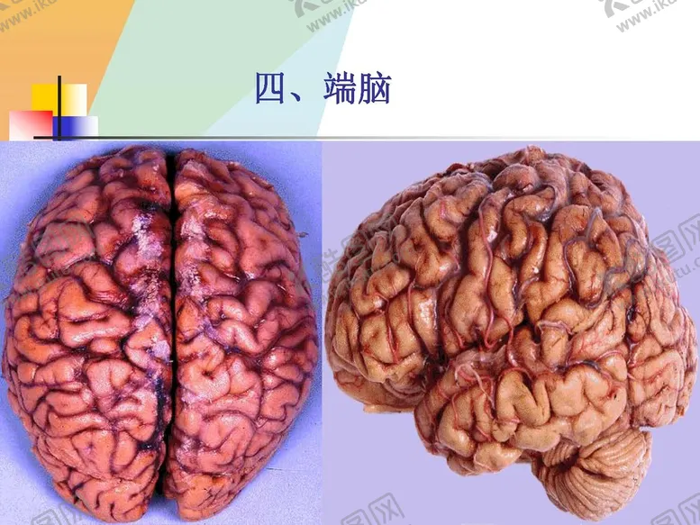 编号：73650510151341342262【酷图网】源文件下载-大脑解剖图 
