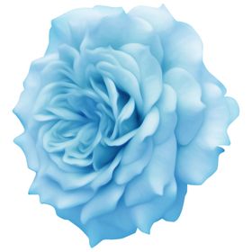 牡丹花