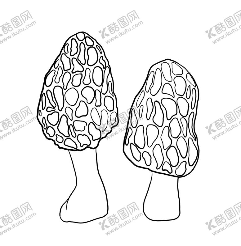 编号：24760610151618318579【酷图网】源文件下载-羊肚菌
