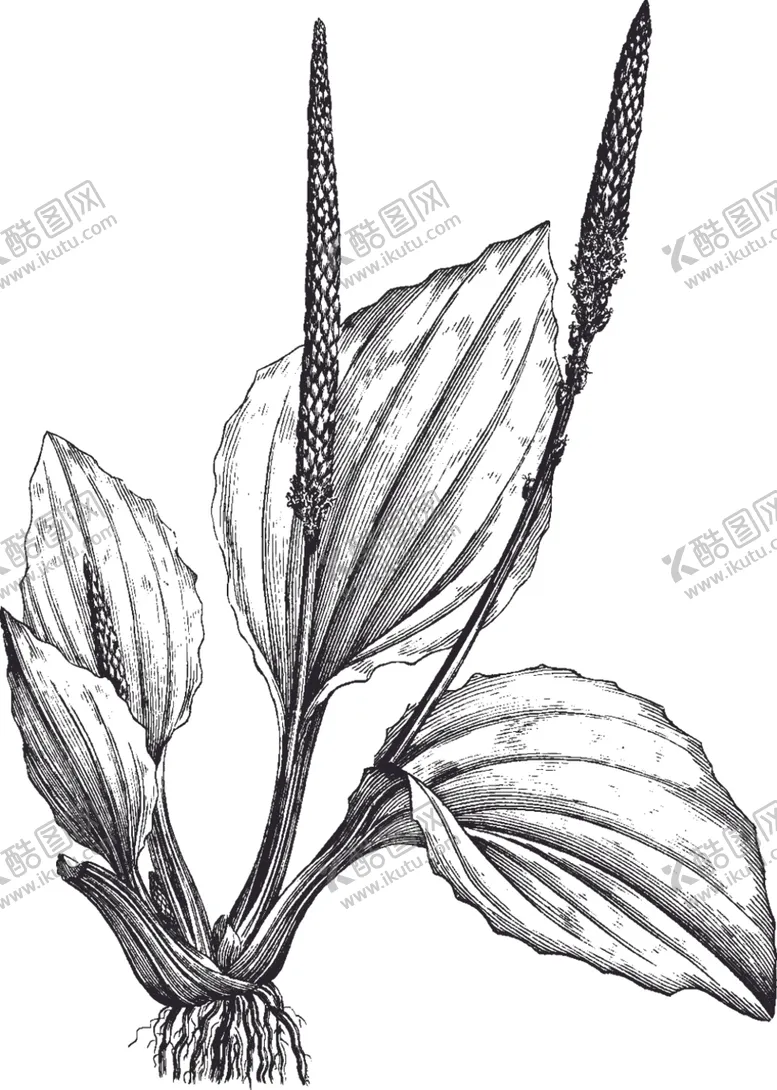 编号：75216406301518235227【酷图网】源文件下载-Ai矢量中草药素材