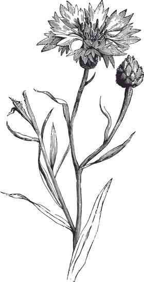 线描植物女装印花蕨类潮流服装印花