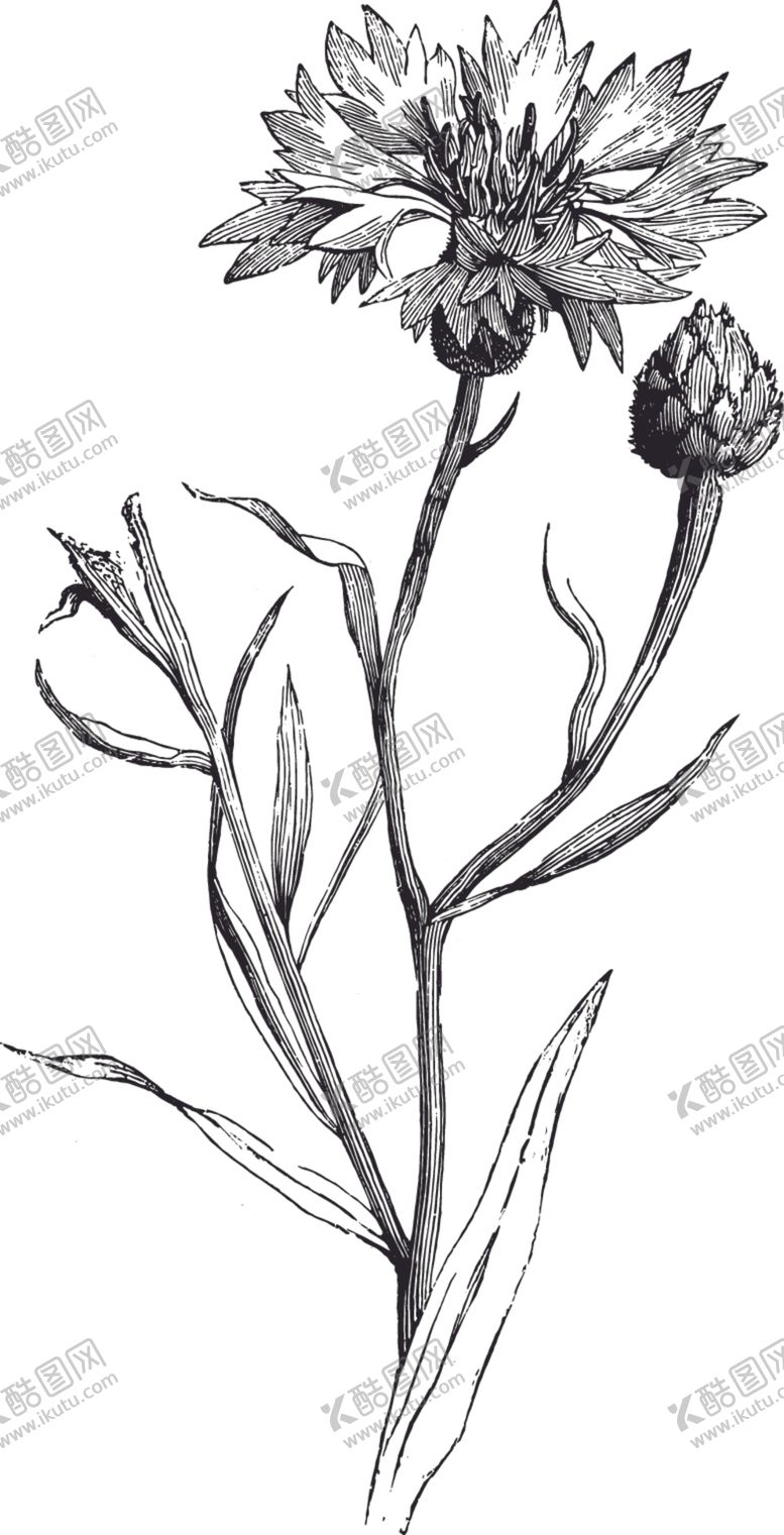 编号：74994906231737185419【酷图网】源文件下载-线描植物