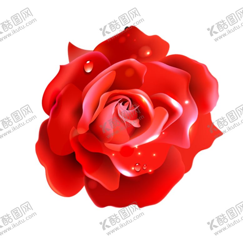 编号：32883403311835575251【酷图网】源文件下载-红玫瑰