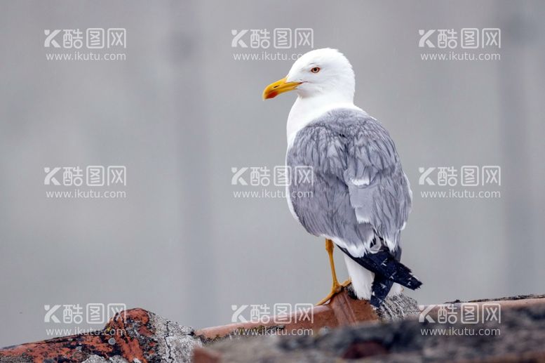 编号：10843212221247582818【酷图网】源文件下载-海鸥