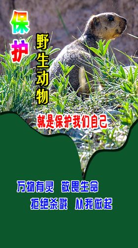 野生动物剪影图片