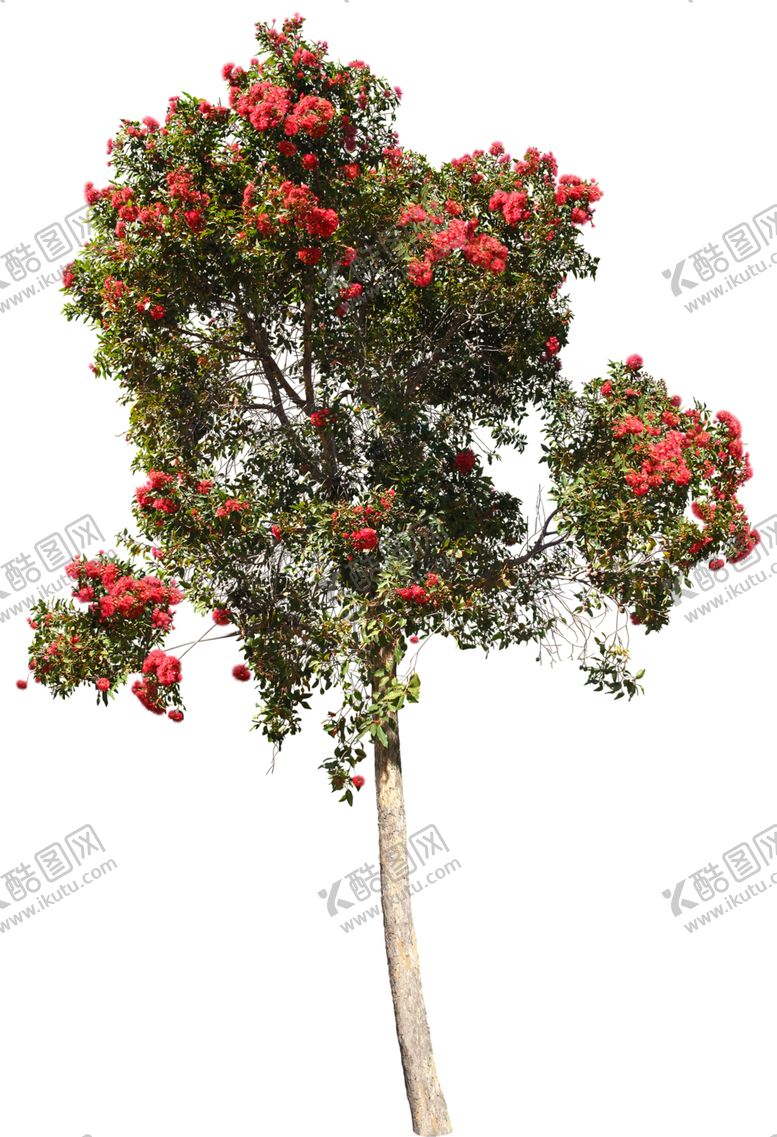 编号：29905609281549305800【酷图网】源文件下载-免扣树木素材