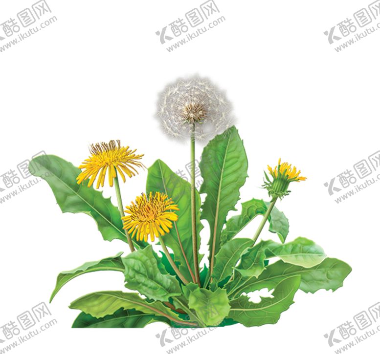 编号：93220605092059529069【酷图网】源文件下载-蒲公英