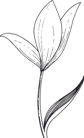 白描植物