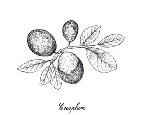 白描水果