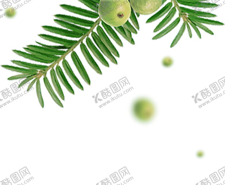 编号：68528909221158171608【酷图网】源文件下载-水果