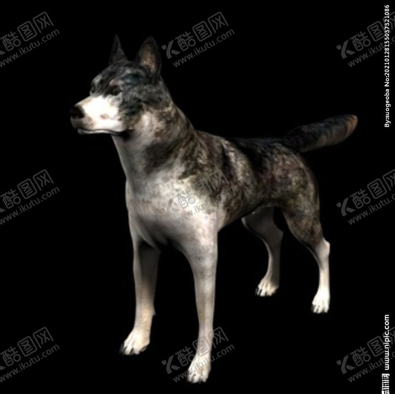 编号：85988604230034324431【酷图网】源文件下载-C4D模型黑色狼犬