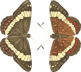 蝴蝶昆虫插画