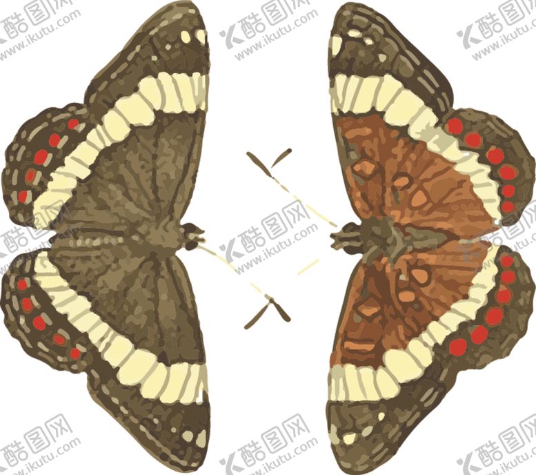 编号：75989610201510083261【酷图网】源文件下载-蝴蝶昆虫插画