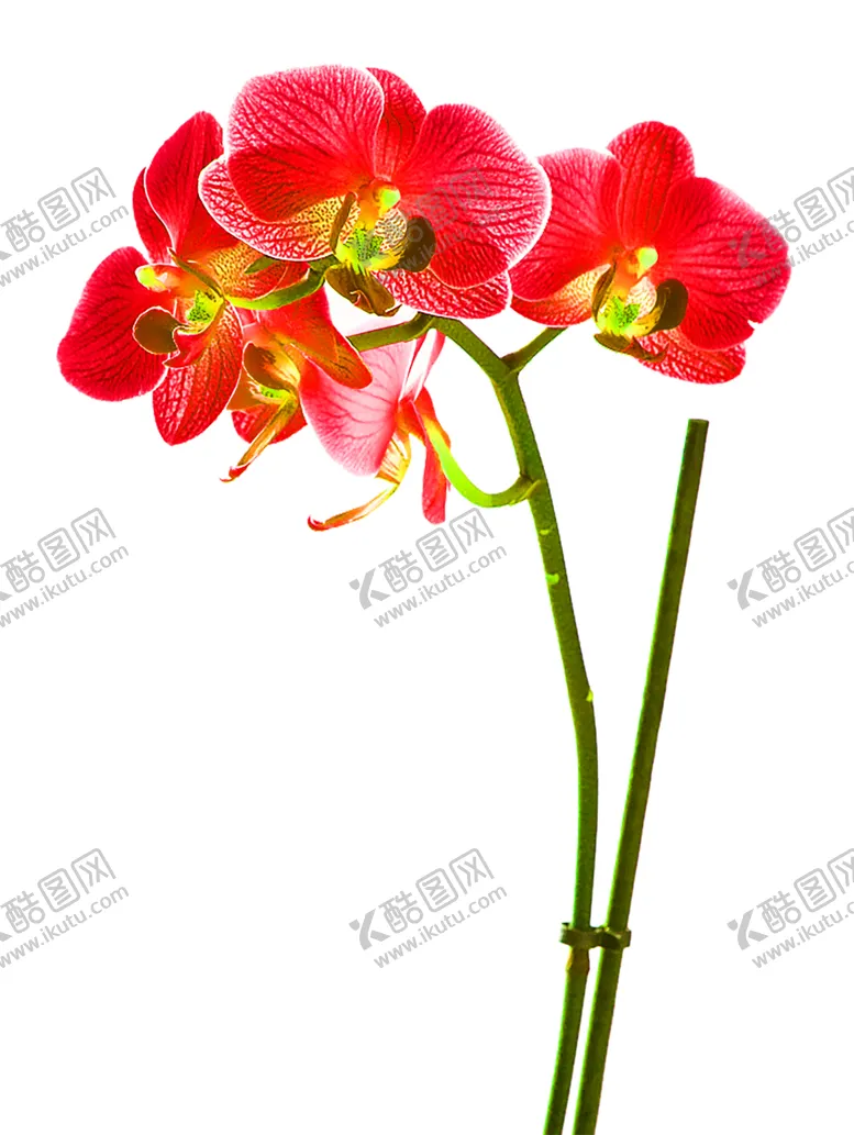 编号：37199306231721275052【酷图网】源文件下载-花素材