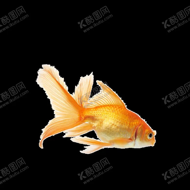 编号：82436610291940524786【酷图网】源文件下载-金鱼 金色 鲤鱼 鱼儿 鱼苗 