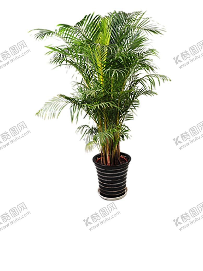 编号：94439210032125235402【酷图网】源文件下载-植物