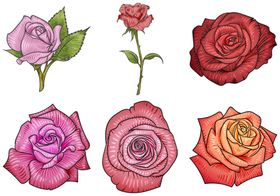 玫瑰花