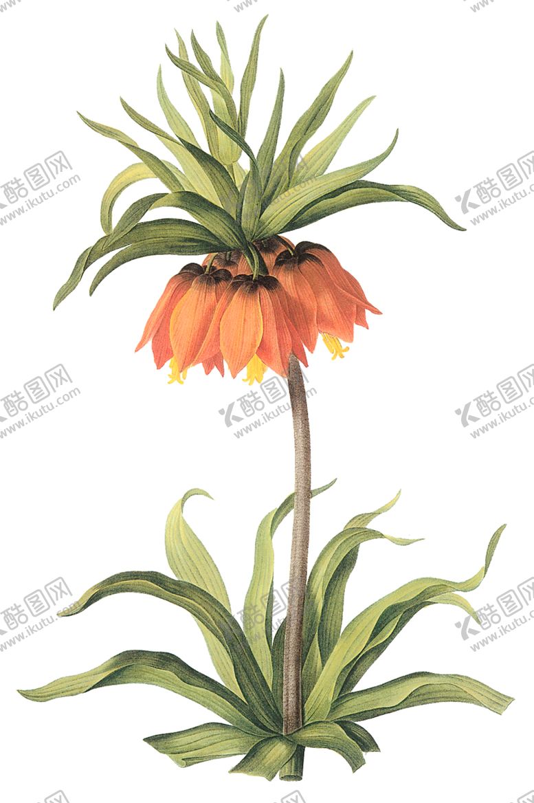 编号：34643109142053584168【酷图网】源文件下载-植物花卉油画装饰画