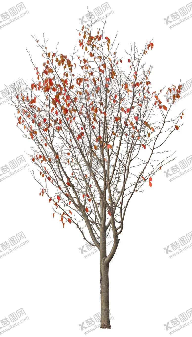 编号：11953609100156166721【酷图网】源文件下载-免扣植物素材图片