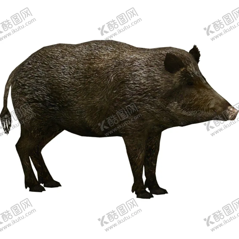编号：50596504182119227423【酷图网】源文件下载-野猪