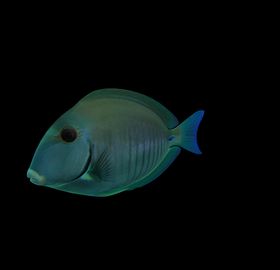 海洋生物