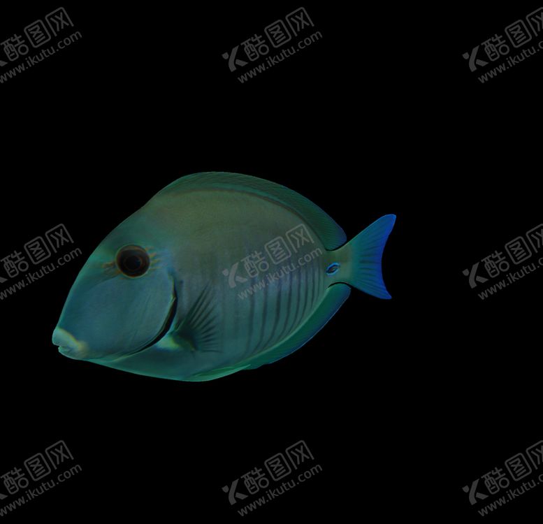 编号：80866406251921186009【酷图网】源文件下载-海洋生物