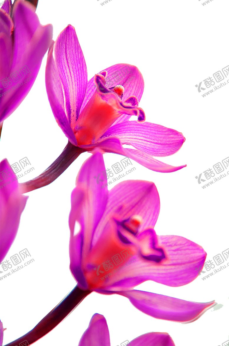 编号：47079107052014361325【酷图网】源文件下载-鲜花素材