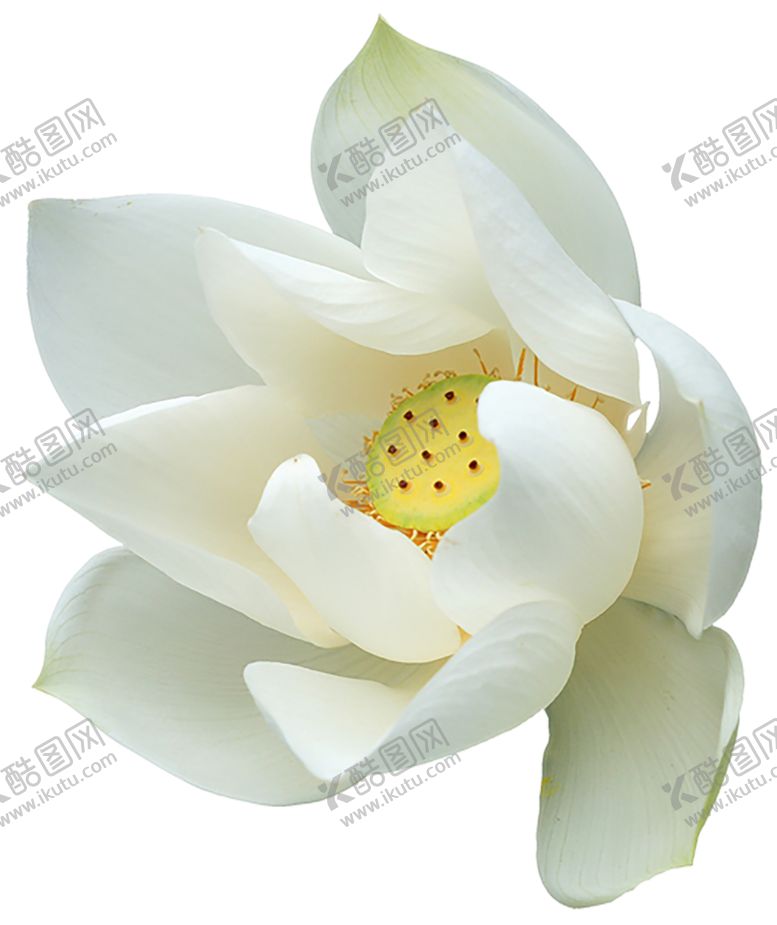 编号：79498610021115103633【酷图网】源文件下载-鲜花素材