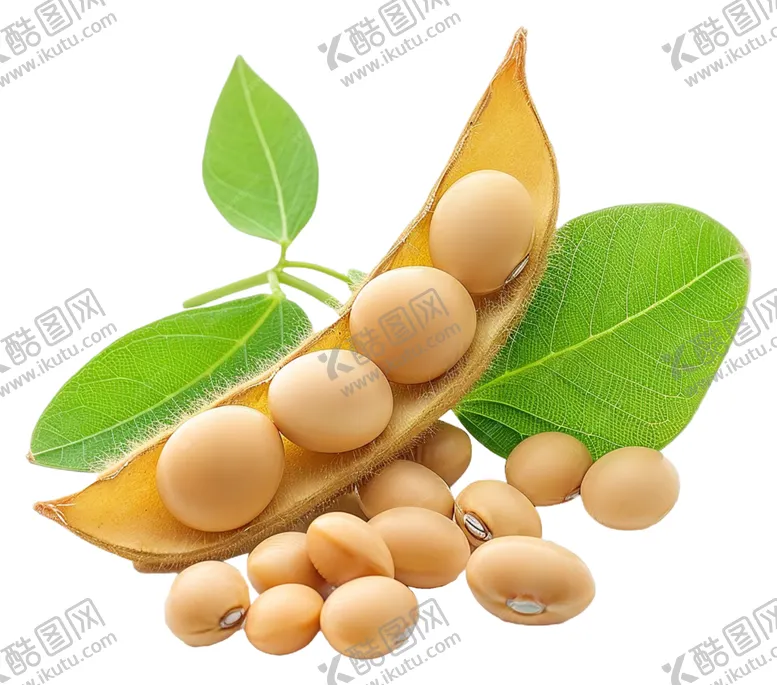 编号：30420702251857374165【酷图网】源文件下载-大豆分层图