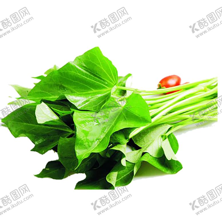 编号：40047510070651563740【酷图网】源文件下载-绿色相框