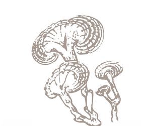 灵芝