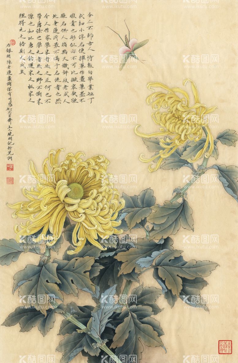 编号：85793112090028553770【酷图网】源文件下载-国画菊花  工笔画菊花