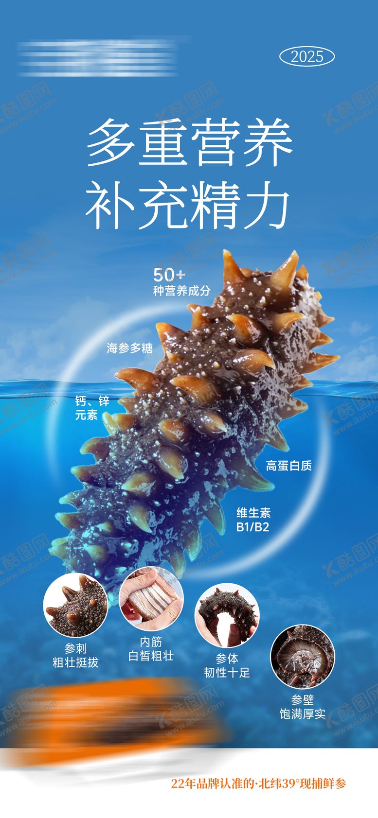 编号：71472111101720237483【酷图网】源文件下载-海参